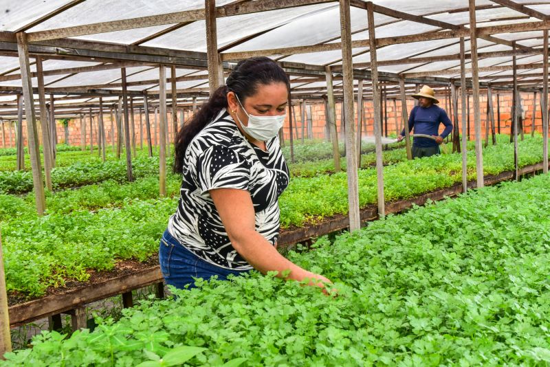 Agricultor no bairro do Curuçambá