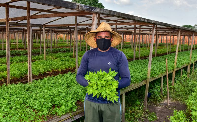 Agricultor no bairro do Curuçambá