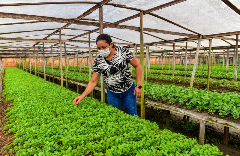 Agricultor no bairro do Curuçambá