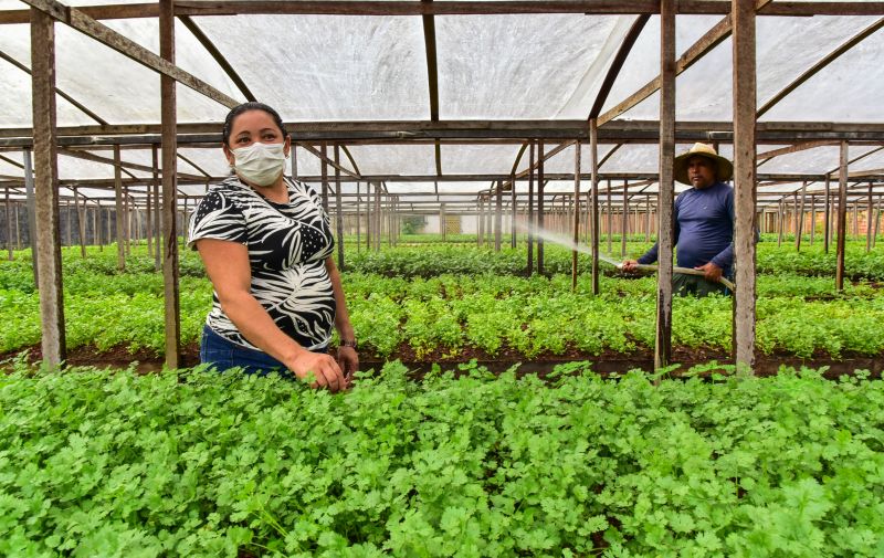 Agricultor no bairro do Curuçambá