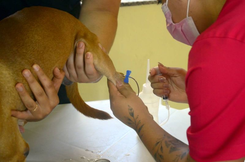 Castramóvel na Paróquia São José Operário no Conjunto Carnaúba bairro Icuí Guajará