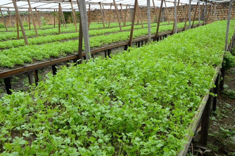 Produção Rural