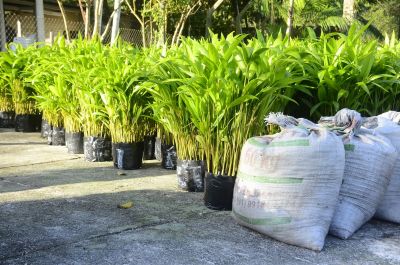 Galeria: Entrega de 20 Mil Mudas Frutíferas de Açaí, Cacau e Cupuaçu e 100 Toneladas de Adubo Calcário para Produtores Rurais de Ananindeua