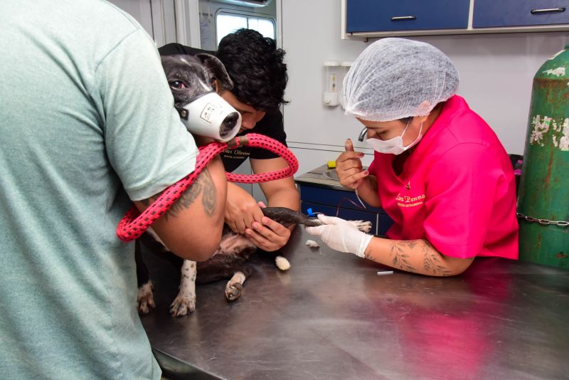 Ação do Castramovél no Programa Pet Amigo no bairro Centro