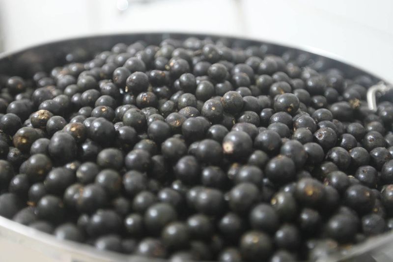 Casa do Açaí Curso para Manipuladores de Açaí