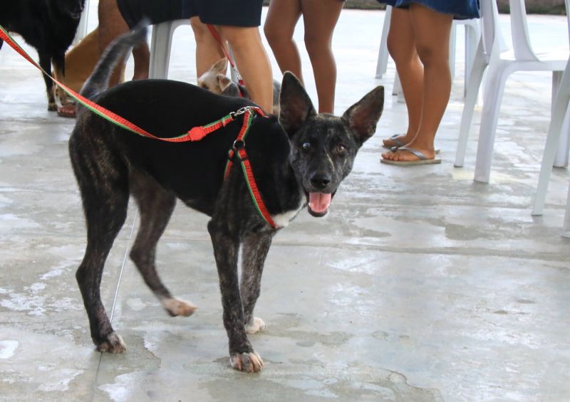 Ação Vet Ananin ao lado do CRAS 40H