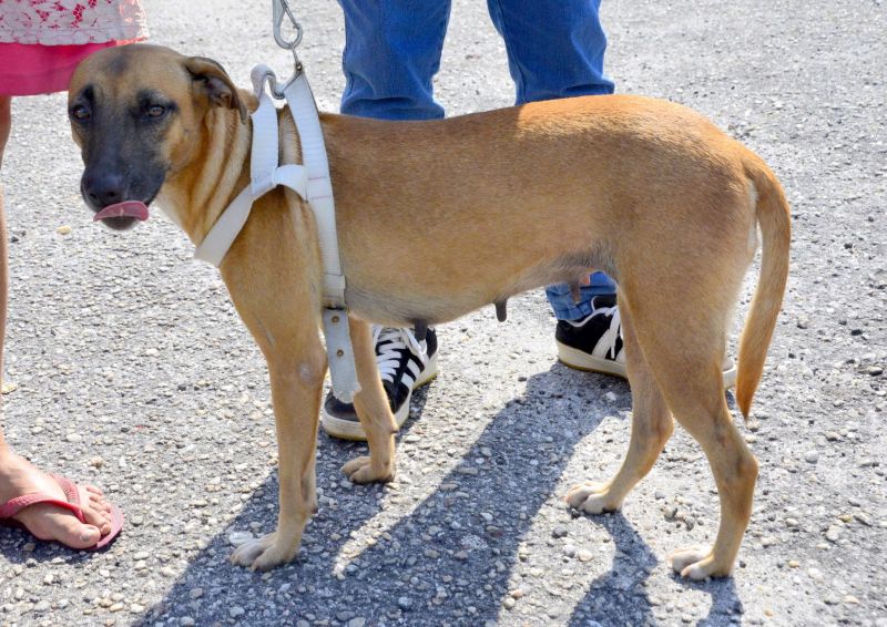 Castramóvel no conjunto residencial Jardim Tropical