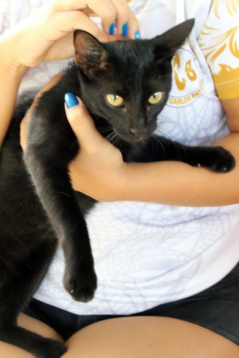 Ação Castramóvel na quadra João Nunes no 40 Horas