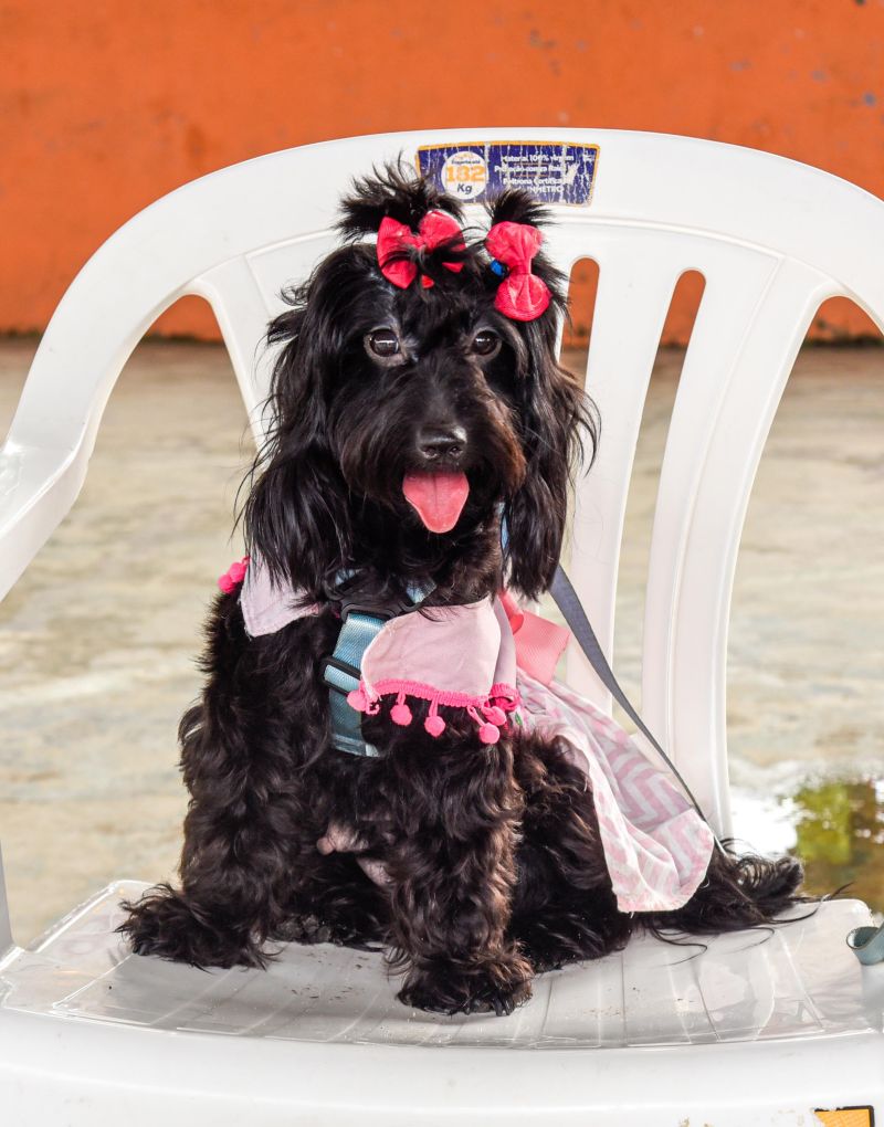 Programa Vet Ananin no bairro do 40 Horas