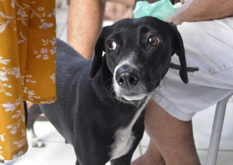 Castramóvel na passagem Iracema, no centro comunitário Cresce Una