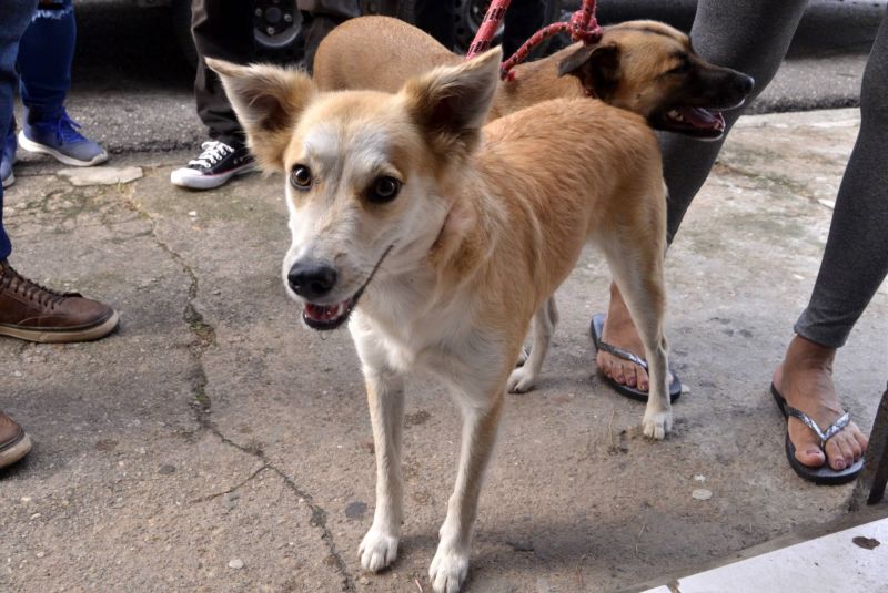Castramóvel na passagem Iracema, no centro comunitário Cresce Una