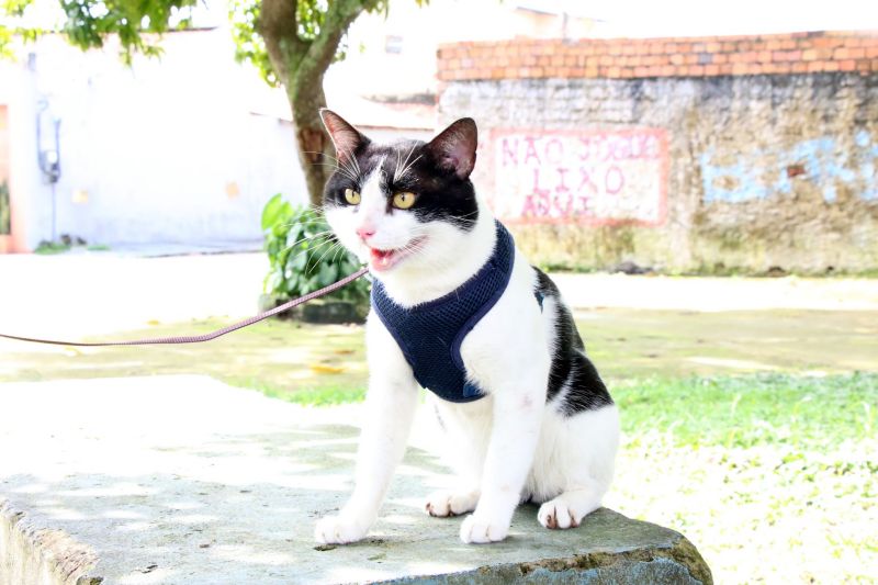 Castramóvel no espaço cidadão no Guajará l