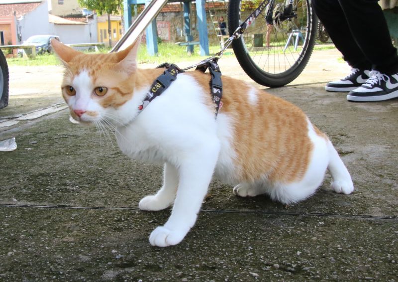 Castramóvel no espaço cidadão no Guajará l