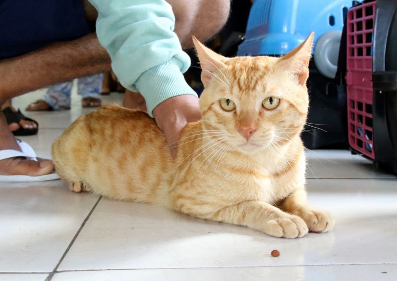 Castramóvel no espaço cidadão no Guajará l