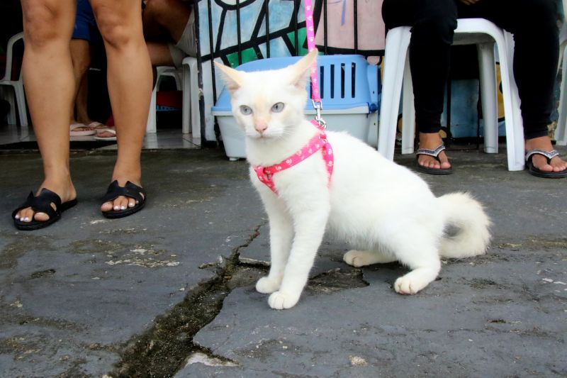 Castramóvel no espaço cidadão no Guajará l