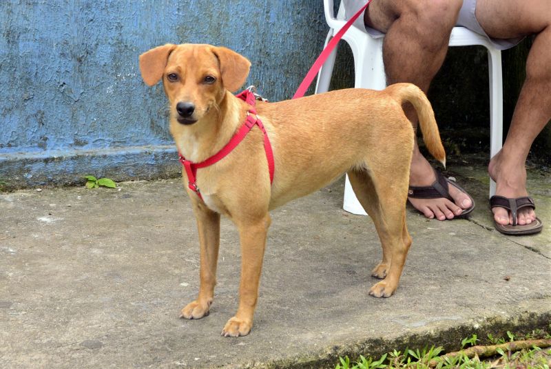 Castramóvel no loteamento Parque Anne