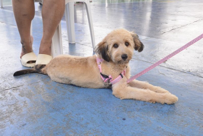Castramóvel no loteamento Parque Anne