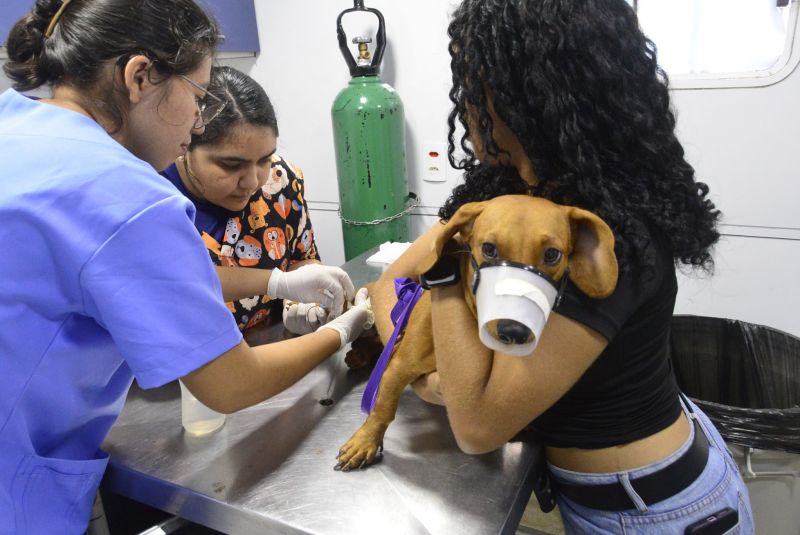 Castramóvel no loteamento Parque Anne