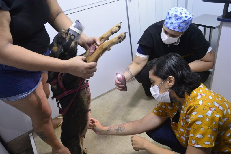 Castramóvel no loteamento Parque Anne