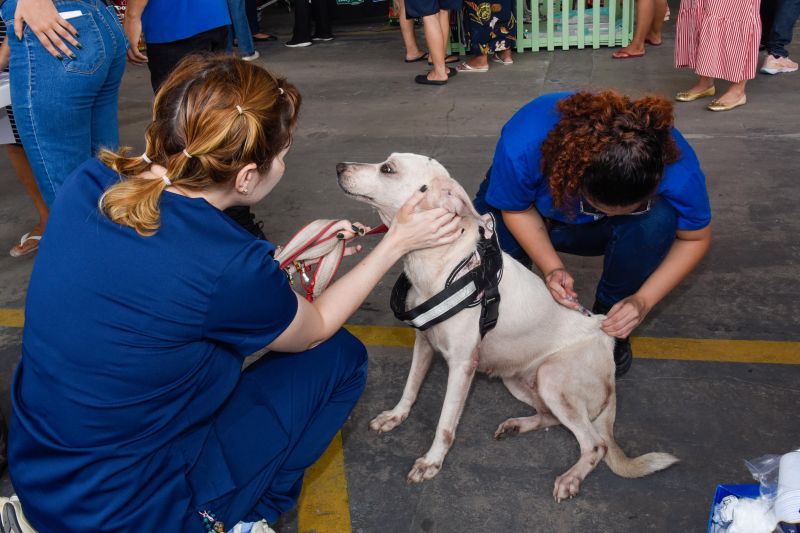 Festival Pet no estacionamento do supermercado Colina