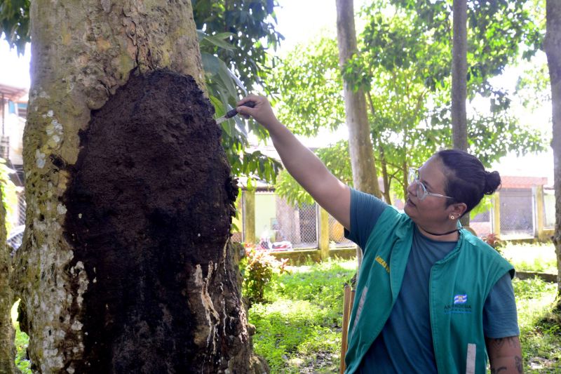Semana do Meio Ambiente com ações de Educação Ambiental no Parque Seringal