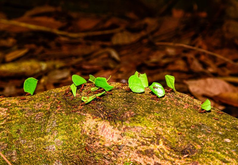 Semana do Meio Ambiente com ações de Educação Ambiental, no Bosque Marajoara no conjunto Julia Sefer
