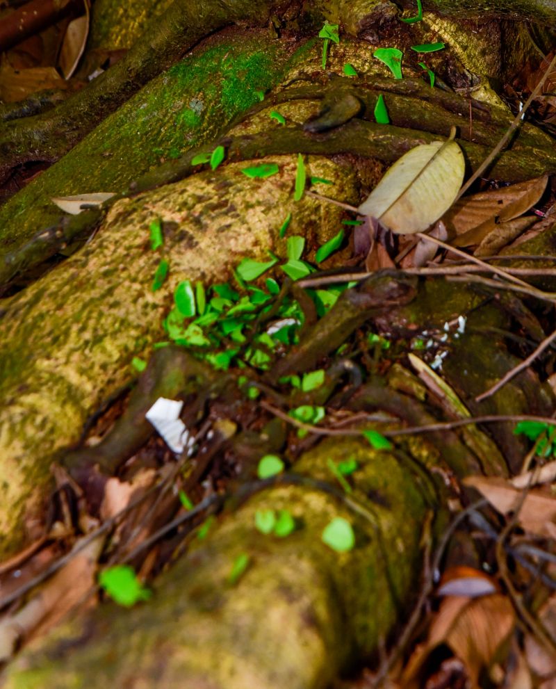Semana do Meio Ambiente com ações de Educação Ambiental, no Bosque Marajoara no conjunto Julia Sefer
